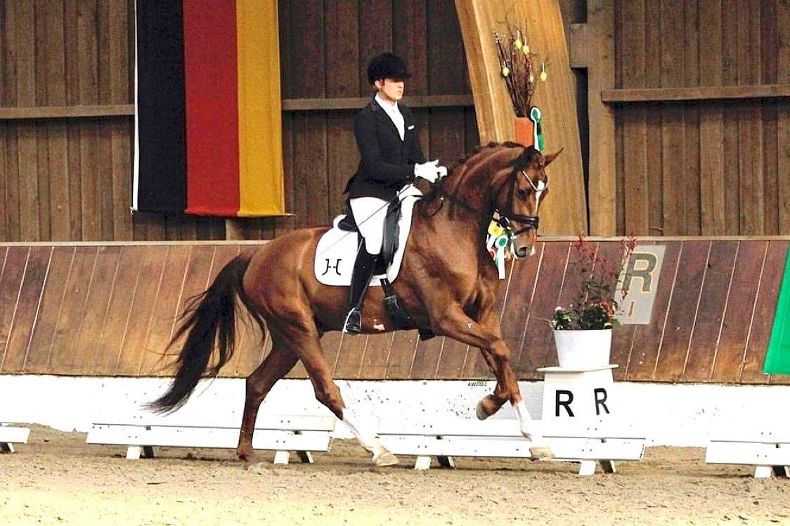 Bild Turnier-Saison 2022 eröffnet! Mit einer 8,1 in der Reitpferdeprüfung ,gab es für den 4jährigen Verano B den 3. Platz. Glückwunsch an die Besitzerin Kerstin Blaurock. Danke Andrea Wolters für die schönen Fotos. #jakobhetzel#dressage#dressagehorse#horse#dressurpferd#workhard# #Turnier#competition#lovemyjob#happy equestrian#dressagerider#sportpferdeausbildung#Trainer#dressurreiter#vitalis