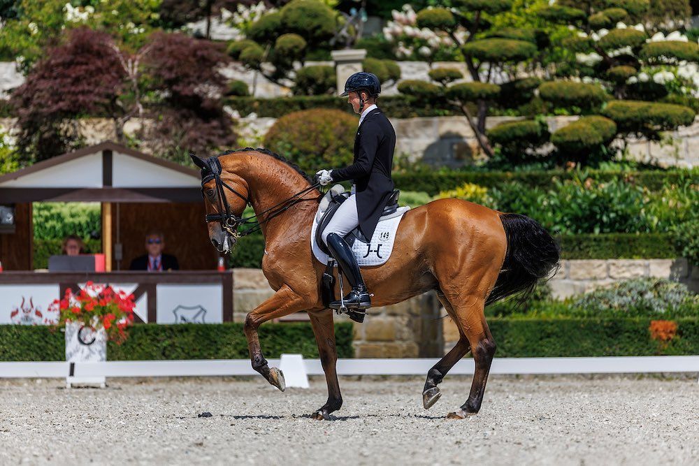 Bild Premiere auf dem Schafhof in Kronberg!
Für Leo und mich war es das erste  internationale Turnier. Bei gewaltiger Konkurrenz wie z.B. Isabell Werth ,Dorothee Schneider, Hubertus Schmidt ,Carina Scholz, Juliane Brunkhorst, Sandra Nuxoll, Matthias Rath verpassten wir knapp eine Platzierung im Grand Prix. Im Special hat Leo dann doch sehr stark mit der atemberaubenden Atmosphäre zu kämpfen gehabt. Nichtsdestotrotz haben wir am Montag  eine weitere Start-Genehmigung für ein internationales Turnier bekommen. Danke an alle die dazu beigetragen haben und mich immer wieder unterstützen. #jakobhetzel#dressage#dressagehorse#horse#dressurpferd#workhard# #Turnier#competition#lovemyjob#happy equestrian#dressagerider#sportpferdeausbildung#Trainer#dressurreiter #equestrianlife#piaffe#passag#grandprix